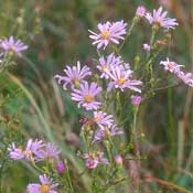 Smooth Blue Aster (Aster laevis)