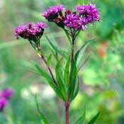 Ironweed (Vernonia fasciculata)