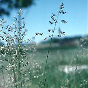 Sweet (Vanilla) Grass (Hierochloe odorata)