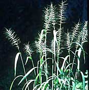 Bottlebrush Grass (Hystrix patula)