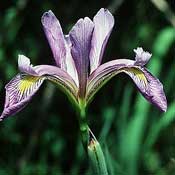 Blue Flag Iris (Iris shrevei)