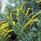 Elm-leaved Goldenrod (Solidago ulmfolia)