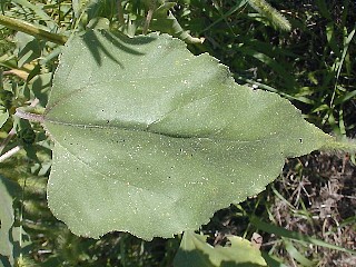 Close-Up of Leaf