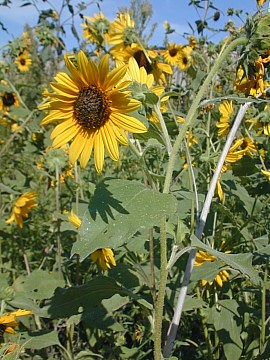 Colony of Sunflowers