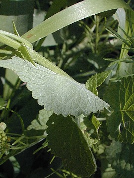 Underside of Leaf