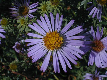 Close-up of Flowerheads