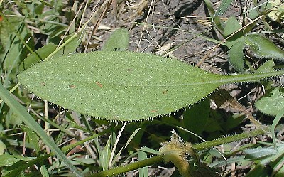 Close-Up of Basal Leaf
