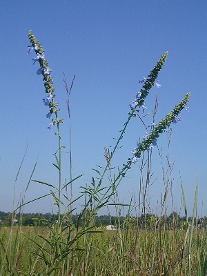 Wild Blue Sage in Prairie