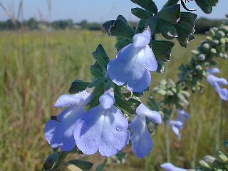 Close-Up of Flowers