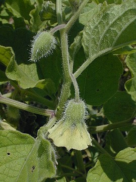 Close-Up of Flower and Bud
