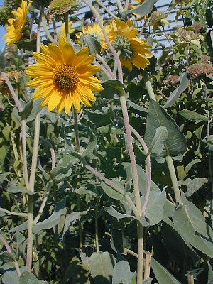 Downy Sunflower in Garden