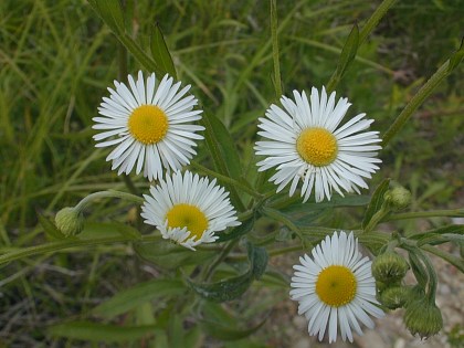 Several Flowerheads