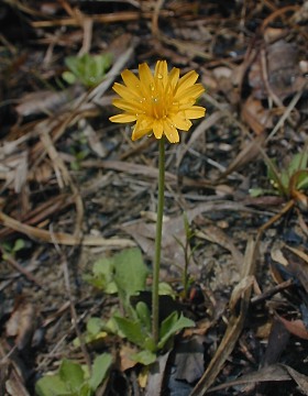 Small Plant with Flowerhead