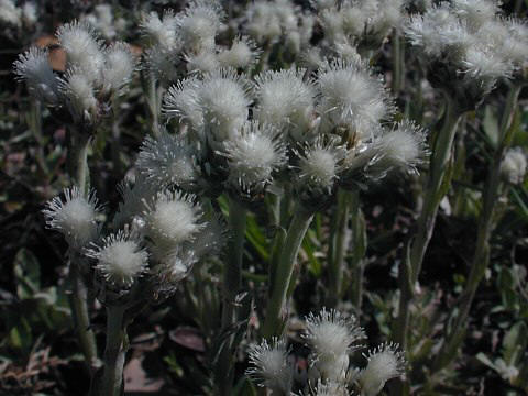 Colony of Flowering Plants