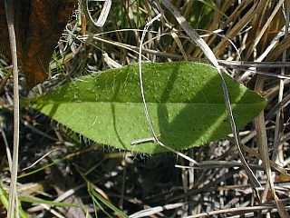 Close-up of Basal Leaf