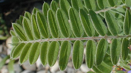 Pinnately Compound Leaf