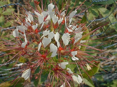 Close-up of Flowers