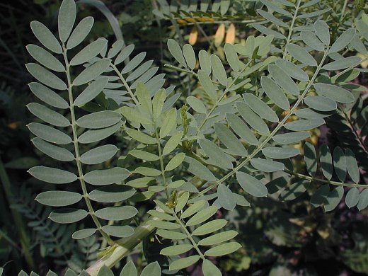 Compound Leaves