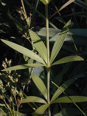 Stem and Whorled Leaves