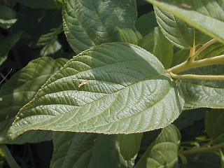 Close-Up of Leaf