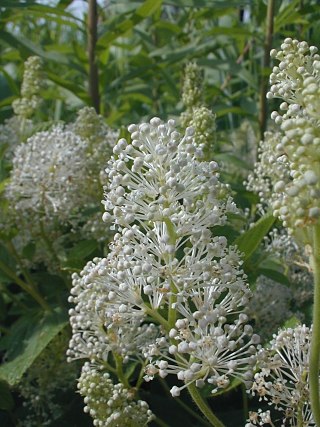Elongated Clusters of Flowers