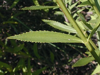 Close-Up of Leaf and Stem