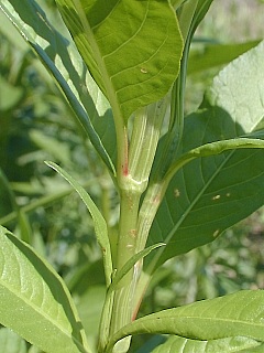 Close-Up of Stem and Leaves