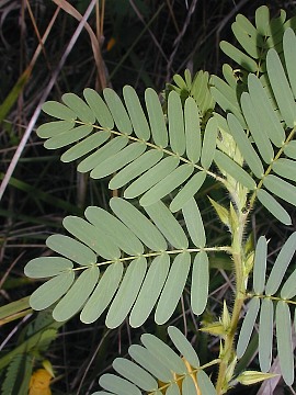 Close-Up of Compound Leaves