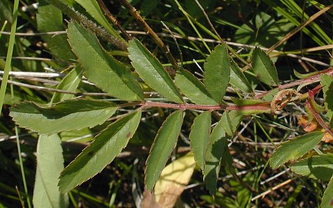 Odd-Pinnate Leaf