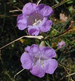 Close-up of Flowers