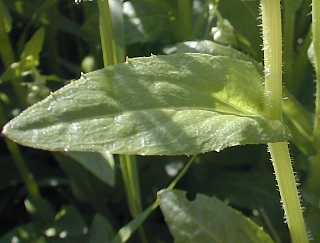 Close-Up of Stem and Leaf