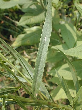 Close-up of Lower Leaf