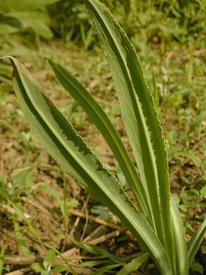 Close-up of Basal Leaves