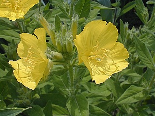 Close-Up of Flowers
