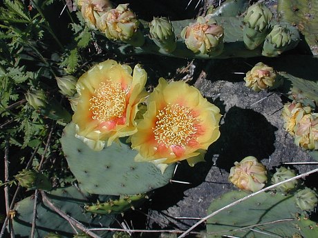 Prickly Pear with Flowers
