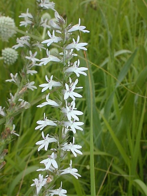 Plant with Flowers in Prairie