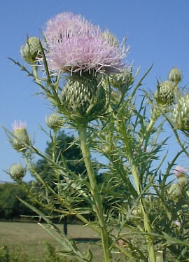 Pasture Thistle near Ditch