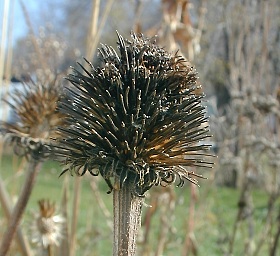 Seedhead during Winter