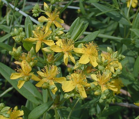 Several Flowering Plants
