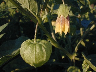 Close-Up of Fruit and Flower