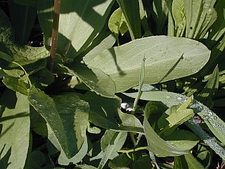 Close-Up of Basal Leaves