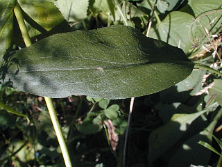 Close-Up of Basal Leaf