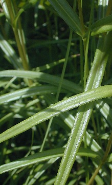 Close-Up of Leaves
