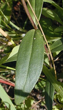Close-up of Leaves