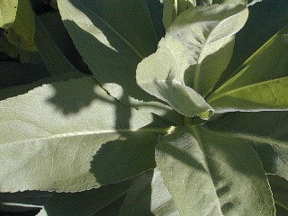 Close-Up of Basal Leaves