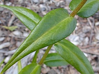 Close-Up of Leaves and Stem