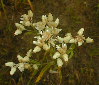 Corymbs of Flowerheads