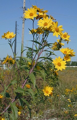 Sawtooth Sunflower along Railroad