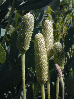 Close-Up of Seedheads