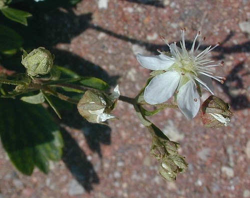 Flower & Several Buds